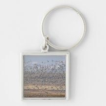 Snow geese during spring migration 3 key chains