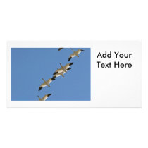 Snow Geese Flying South for the Winter Picture Card