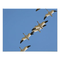 Snow Geese Flying South for the Winter Art Photo