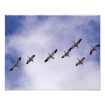 Snow Geese I Photo Print