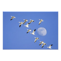 Snow geese take flight at Freezeout Lake NWR Photo Print