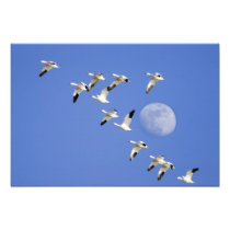 Snow geese take flight at Freezeout Lake NWR