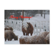 Snow horse, Merry Christmas! Postcard