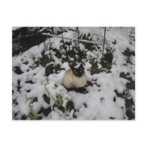 Snow Images, Snow Cat Postcard