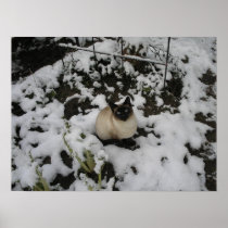 Snow Images, Snow Cat Print