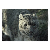 Snow Leopard cards