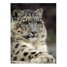 Snow Leopard Info Card Post Cards