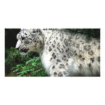 Snow Leopard Photo Greeting Card