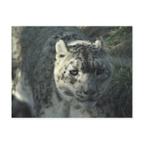Snow Leopard postcards