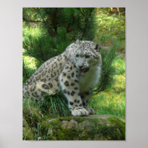 Snow Leopard Print