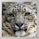 Snow Leopard Print