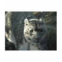 Snow Leopard t-shirts