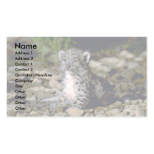 Snow leopard, young cub business card