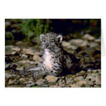 Snow leopard, young cub greeting card
