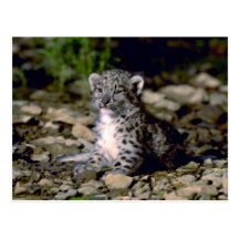 Snow leopard, young cub post cards