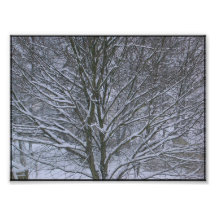 snow lines branches photo