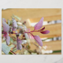 snow moutain plant pink purple against wood.jpg flyers