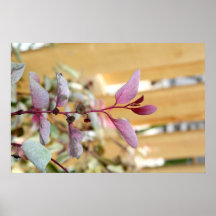 snow moutain plant pink purple against wood.jpg print
