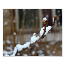 Snow on a Branch Falling Snow Bokeh Photograph