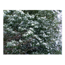 Snow On A Holly Tree Post Card