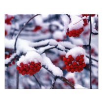 Snow on European Mountain Ash Berries, Utah.