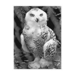 Snow Owl Baby Postcard