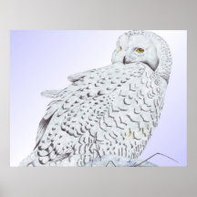 Snow Owl Print