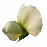 Snow Pea flower ~ arylic photo sculptures