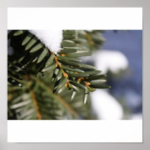 Snow Pine Posters