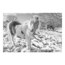 Snow Ponies - Photo Prints
