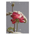 Snow Rose - red rose with snow cover Card