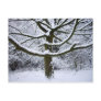 Snow Tree Post Cards