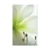 snow white amaryllis gallery wrap canvas