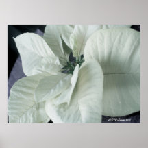 Snow White Poinsettia Print