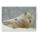 Snow wolf greeting cards