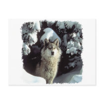 Snow Wolf  Wolves