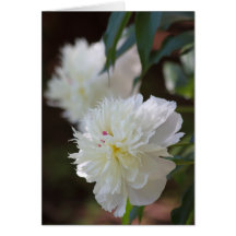 Snowballs Greeting Card