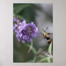 Snowberry Moth Canvas Print