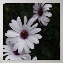 Snowdrift Aster Print