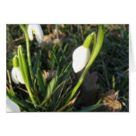 Snowdrop Greeting Card