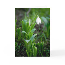 Snowdrop Greeting Card | Grusskarte Schneegloeckch