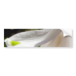 Snowdrop Petal Bumper Sticker