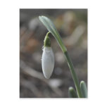 Snowdrop postcard