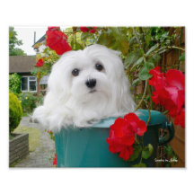 Snowdrop the Maltese Photographic Print