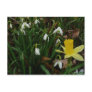 Snowdrops and Daffodils Postcard