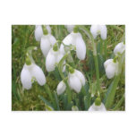 Snowdrops Postcard