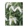 Snowdrops Postcard