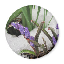 Snowed in Flowers ~ magnet