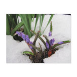 Snowed in Flowers ~ postcard