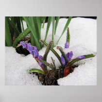 Snowed in Flowers ~ print